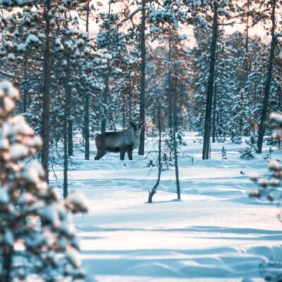 viaje-laponia-finlandia-casa-papa-noel-desde-españa (4)