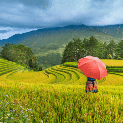 Campos de Arroz en Vietnam